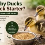 Can Baby Ducks Eat Chick Starter