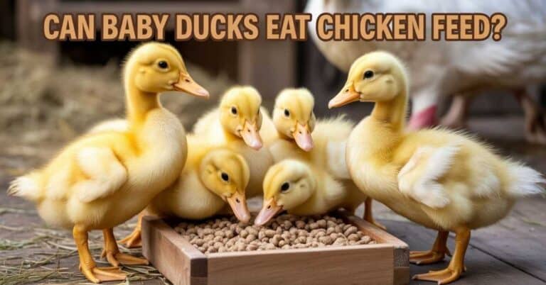 Can Baby Ducks Eat Chicken Feed