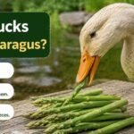 Can Ducks Eat Asparagus?