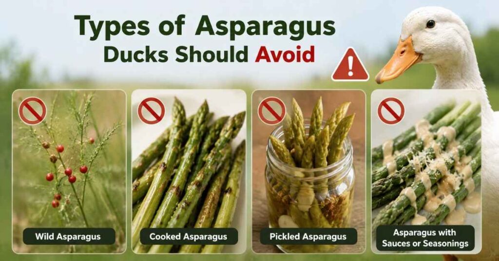 Can Ducks Eat Asparagus?