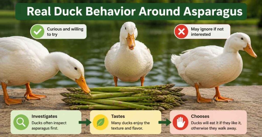 Can Ducks Eat Asparagus Raw?