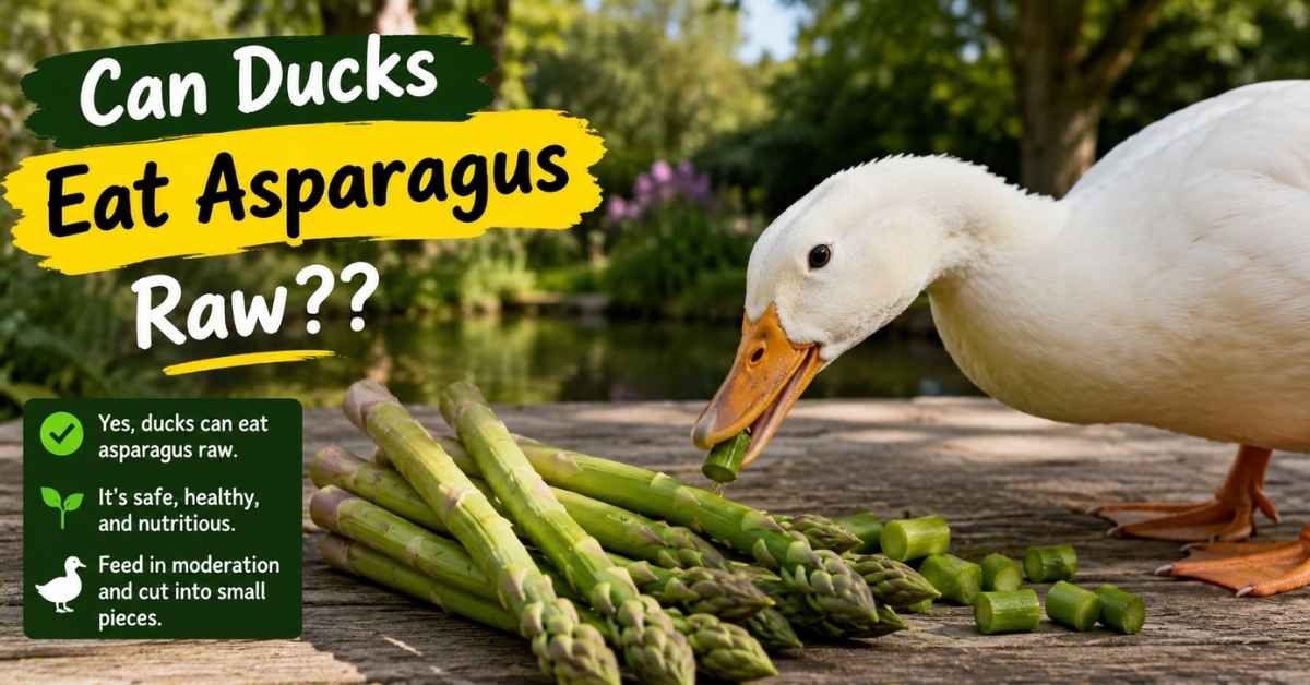 Can Ducks Eat Asparagus Raw?