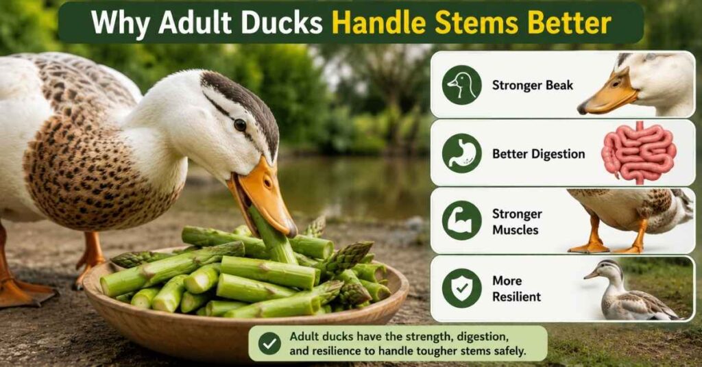 Can Ducks Eat Asparagus Stems?