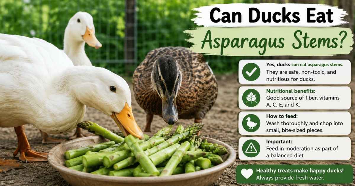 Can Ducks Eat Asparagus Stems?