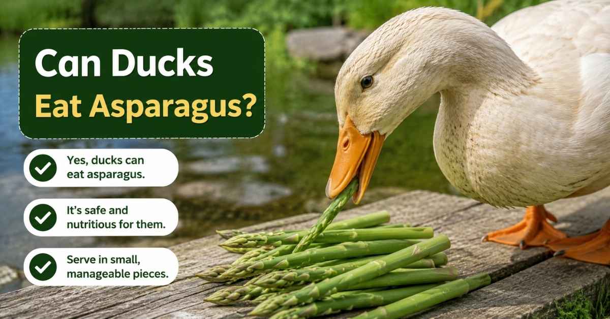 Can Ducks Eat Asparagus?