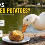 Can Ducks Eat Baked Potatoes?