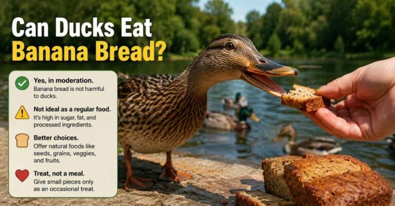 Can Ducks Eat Banana Bread?