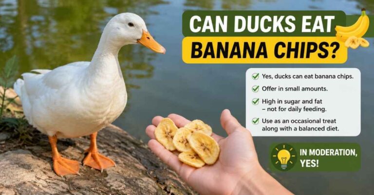 Can Ducks Eat Banana Chips?