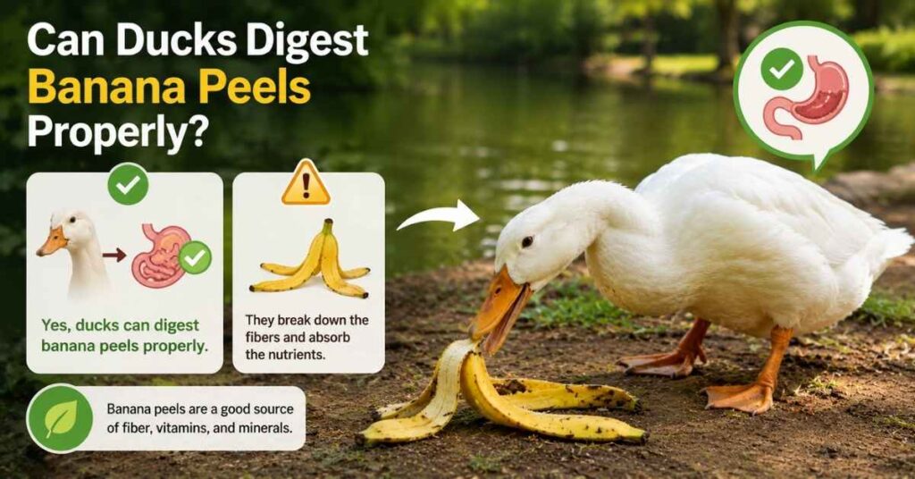Can Ducks Eat Bananas Peels?