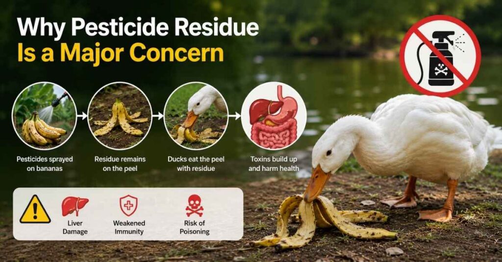 Can Ducks Eat Bananas Peels?