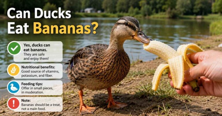 Can Ducks Eat Bananas?