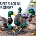 Can Ducks Eat Black Oil Sunflower Seeds?