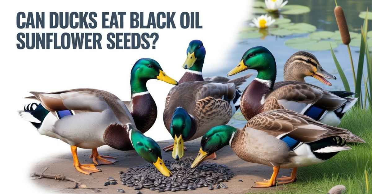 Can Ducks Eat Black Oil Sunflower Seeds?