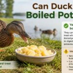 Can Ducks Eat Boiled Potatoes?