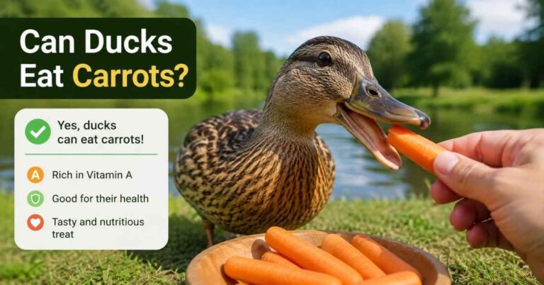 Can Ducks Eat Carrots?
