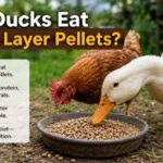 Can Ducks Eat Chicken Layer Pellets?
