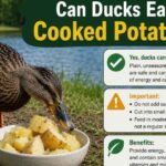 Can Ducks Eat Cooked Potatoes?