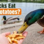 Can Ducks Eat Fried Potatoes?