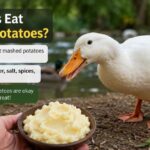 Can Ducks Eat Mashed Potatos?