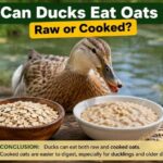 Can Ducks Eat Oats Raw or Cooked?