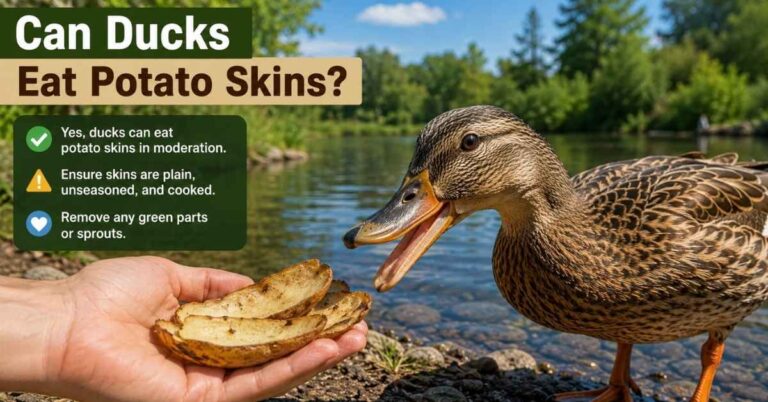 Can Ducks Eat Potato Skins?