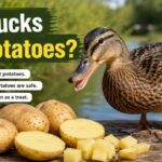 Can Ducks Eat Potatoes?