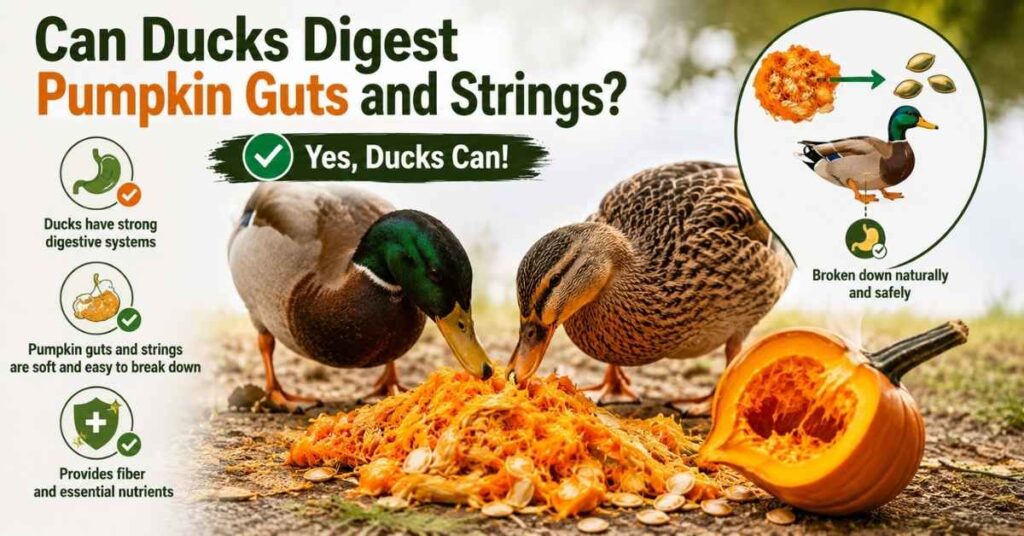 Can Ducks Eat Pumpkin Seeds and Guts?