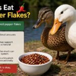 Can Ducks Eat Red Pepper Flakes?