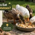 Can Ducks Eat Russet Potatoes?