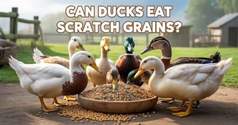Can Ducks Eat Scratch Grains