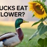 Can Ducks Eat Sunflower