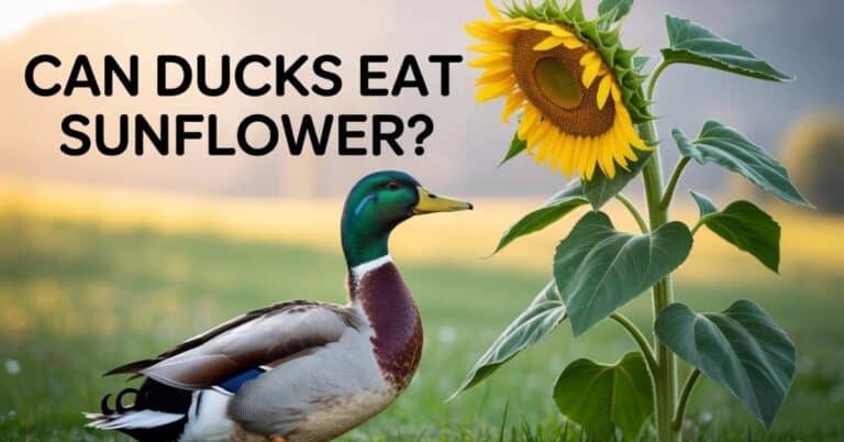 Can Ducks Eat Sunflower