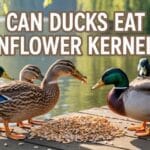 Can Ducks Eat Sunflower Kernels