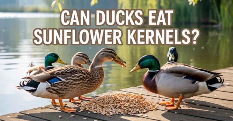 Can Ducks Eat Sunflower Kernels