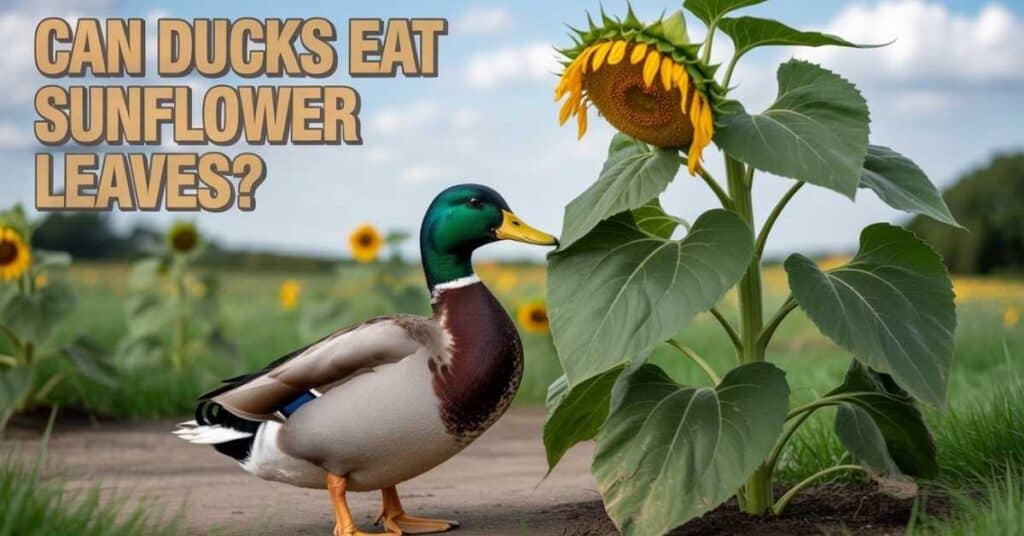 Can Ducks Eat Sunflower Leaves?