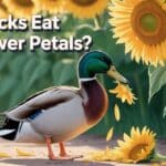 Can Ducks Eat Sunflower Petals