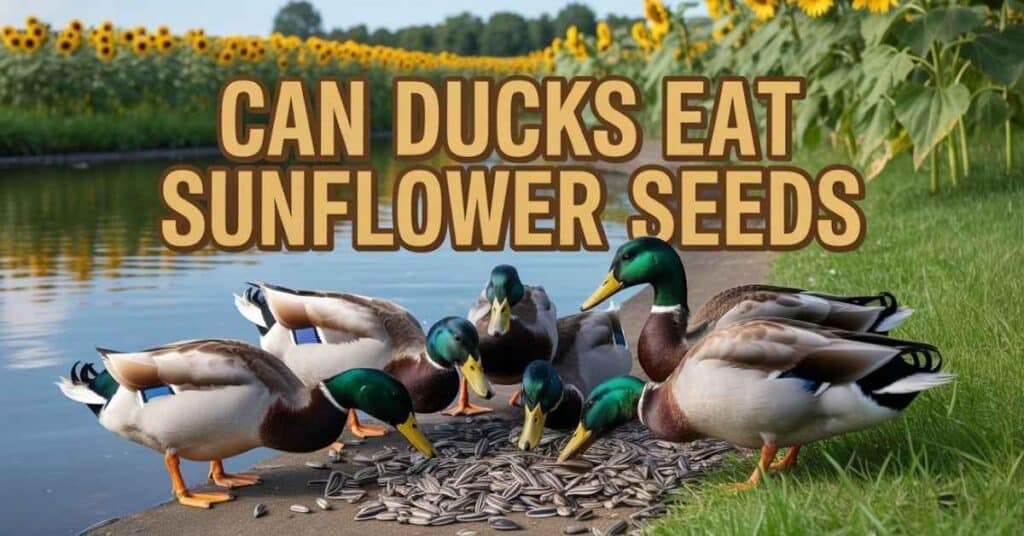 Can Ducks Eat Sunflower Seeds
