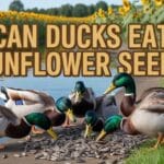 Can Ducks Eat Sunflower Seeds
