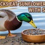 Can Ducks Eat Sunflower Seeds With Shells