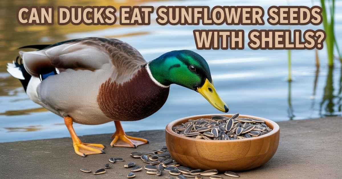 Can Ducks Eat Sunflower Seeds With Shells