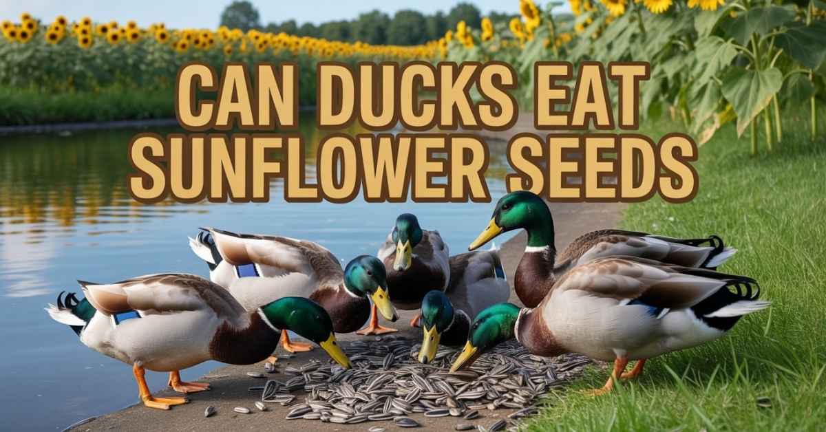 Can Ducks Eat Sunflower Seeds