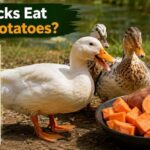 Can Ducks Eat Sweet Potatoes?