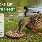 Can Ducks Eat Wild Bird Feed?