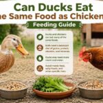 Can Ducks Eat the Same Food as Chickens
