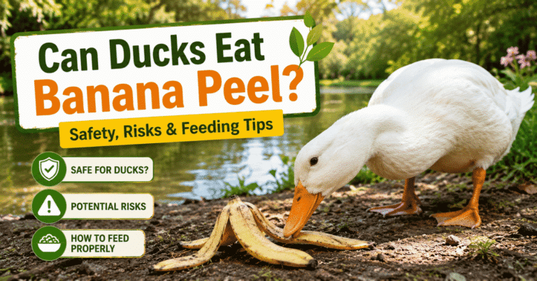 Can Ducks Eat Banana Peel? Safety, Risks & Feeding Tips