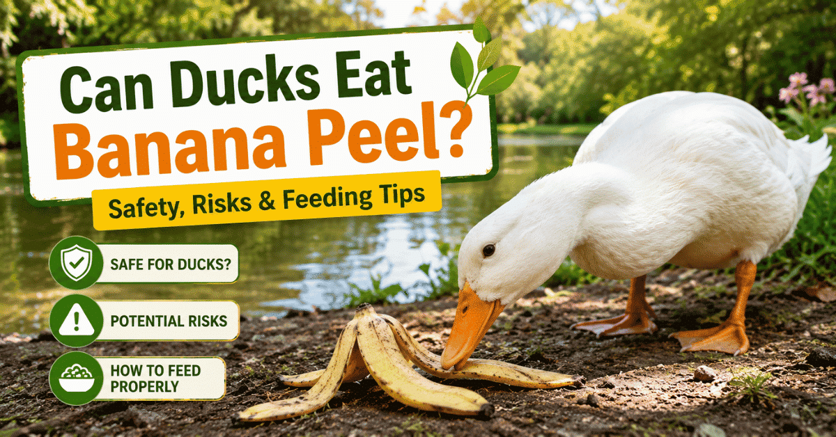 Can Ducks Eat Banana Peel? Safety, Risks & Feeding Tips