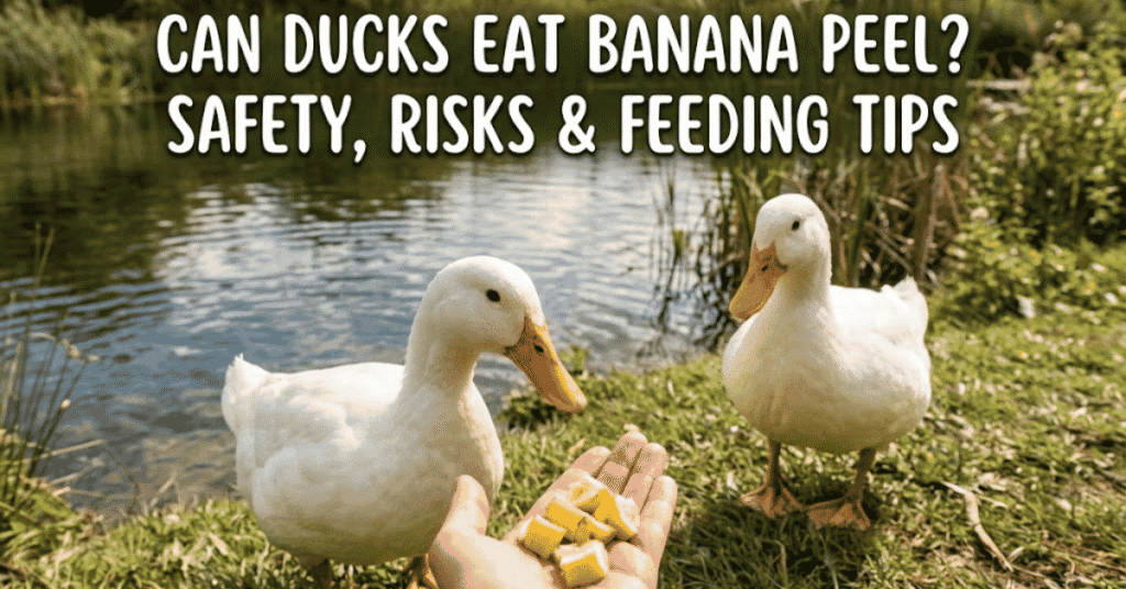 Can Ducks Eat Banana Peel? Safety, Risks & Feeding Tips