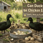 Can Ducks Eat Chicken Eggs