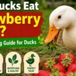 can ducks eat strawberry tops