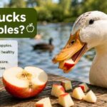 Can Ducks Eat Apples?